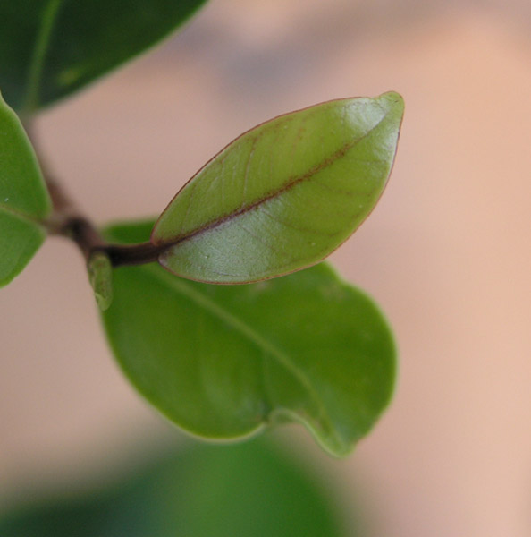 FicusBlatt2.jpg