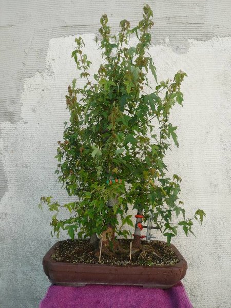 echt - ich hatte den Baum keine 3 Monate vorher so "nackig" gemacht, dass ich mir unschöne Kommentare anhören mußte ... der wucherte geradezu ...