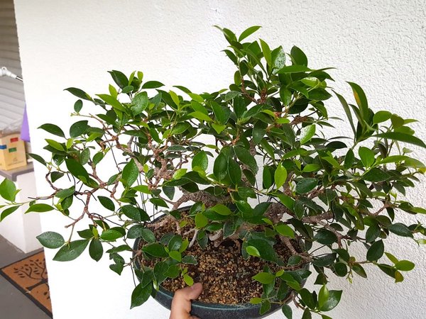 20180830_073315.jpg