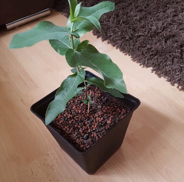 20180830_184724.jpg