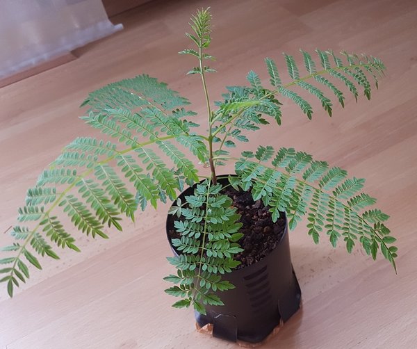 20180830_184650.jpg