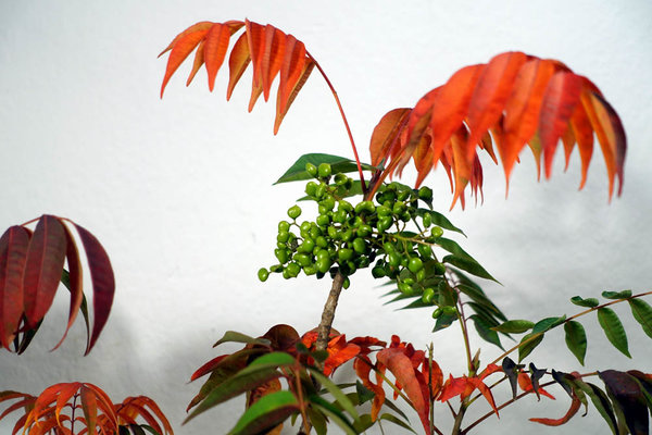 Detail derr Früchte