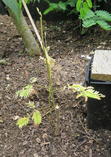 02. Juni 2018: der Seidenbaum (Albizia julibrissin) hat 2 Monate gebraucht bis er sich erholt hatte und wieder ausgetrieben ist
