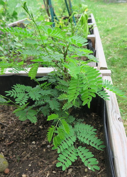 02. Juni 2018: Weißkopfmimose (Leucaena)