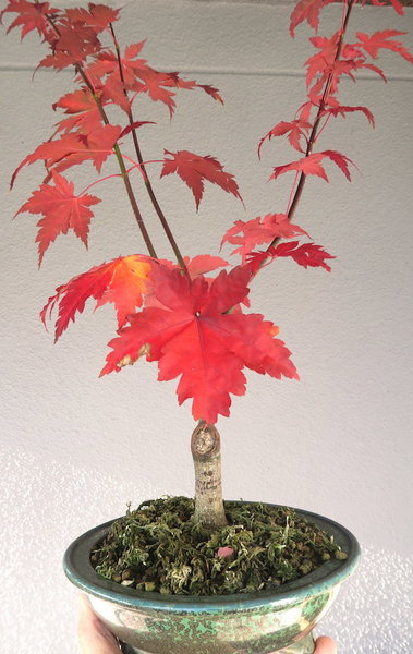 18. Okt 2017: schöner Herbst