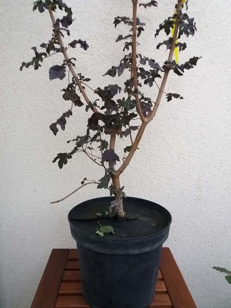 20180901_195627_kl.jpg
