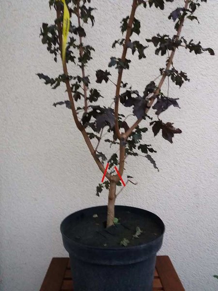 geplanter Schnitt
