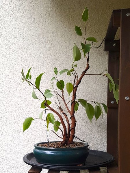 mit Schale 47cm hoch