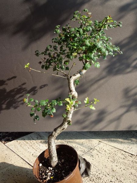 DSCN0925.jpg