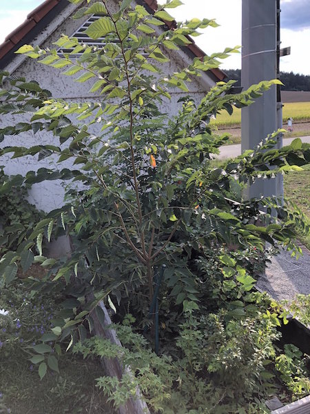 26. August 2018: viel besser...