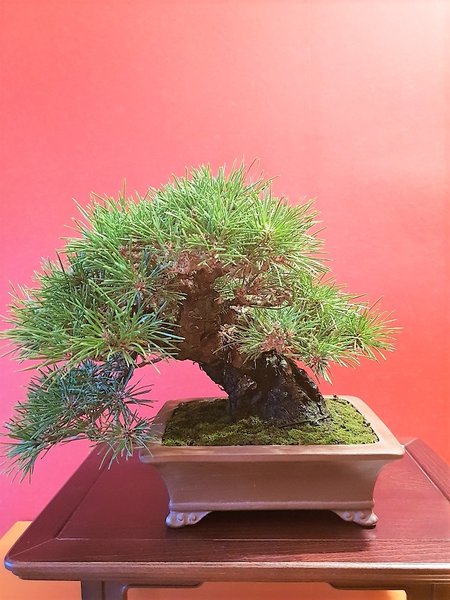 Schwarzkiefer Shohin 05.09.18