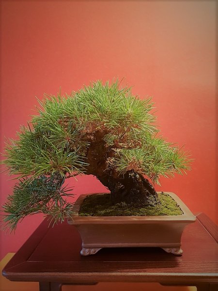 Schwarzkiefer Shohin 05.09.18