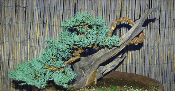 Baum von der Seite