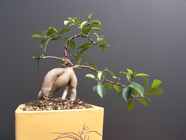 Fig,Nina,08-2006.jpg