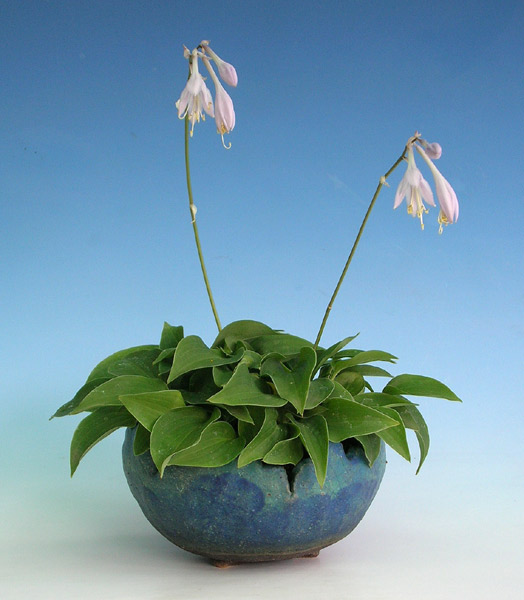 Hosta nakaiana