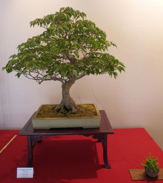 Cornus kousa