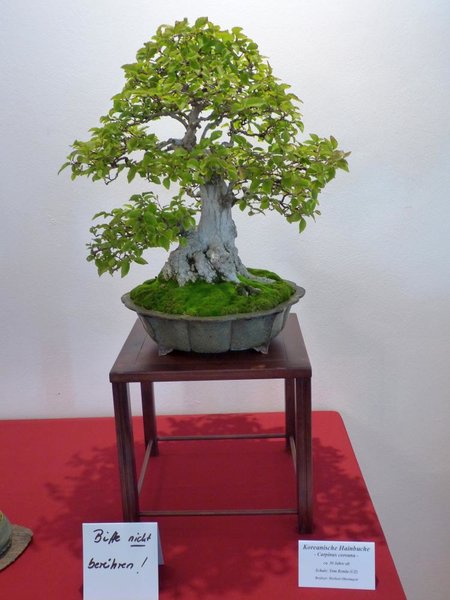 Carpinus coreana