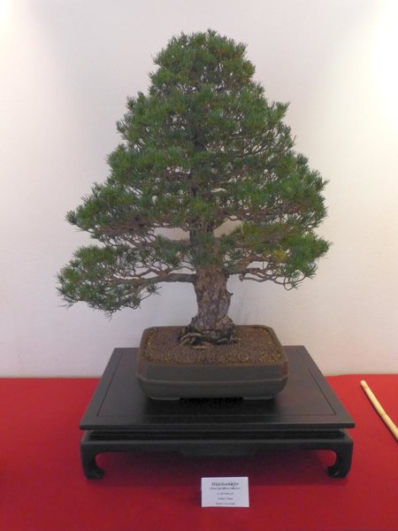 Pinus
