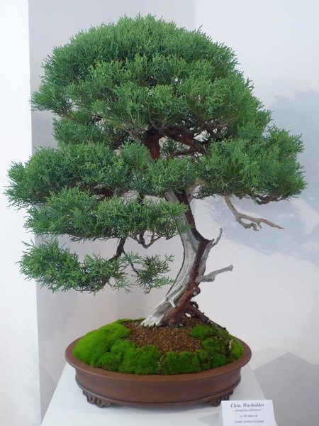 Juniperus