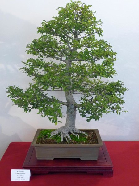 Ulmus