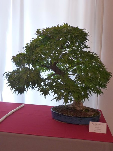 Acer palmatum