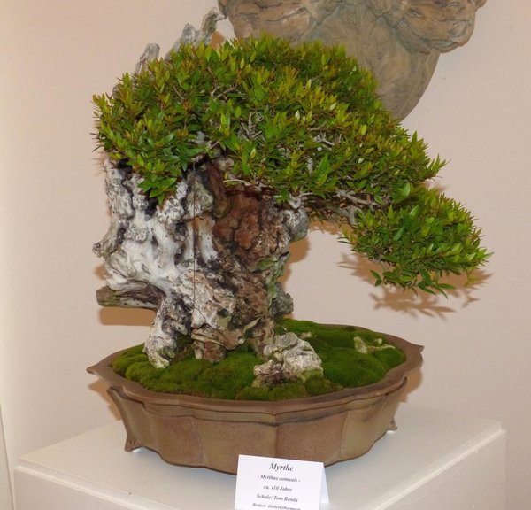 Myrtus communis