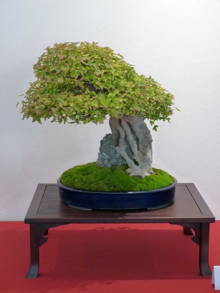Acer buergerianum