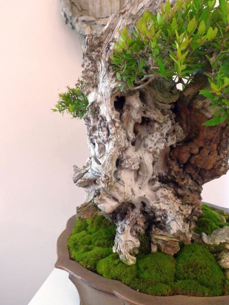 Myrte Totholzdetail