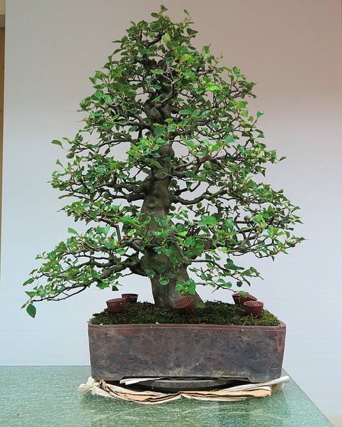 comp_IMG_7470.jpg