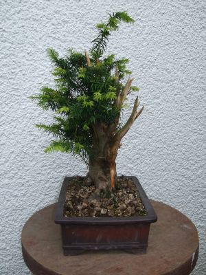 Juni 2010