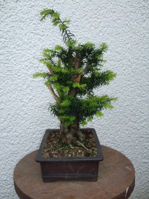 Juni 2010