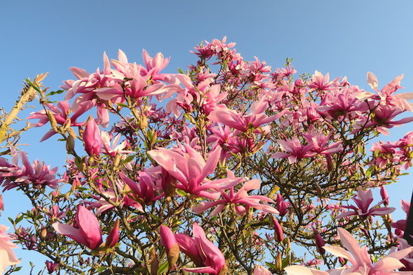 Magnolia lilliflora Betty