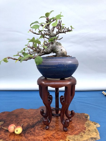Malus