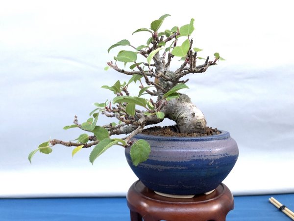 Malus