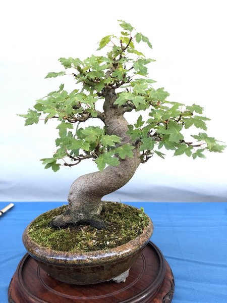 Acer monspessulanum
