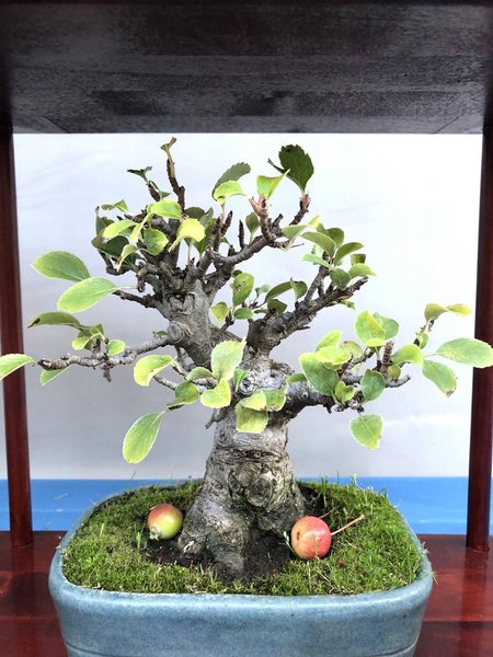 Malus