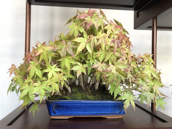 Acer palmatum