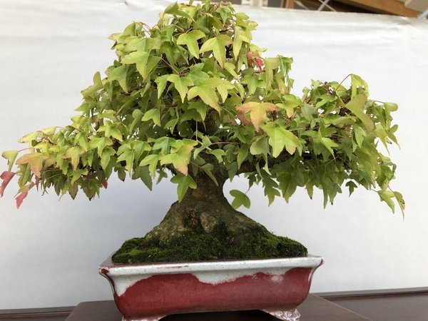 Acer buergerianum