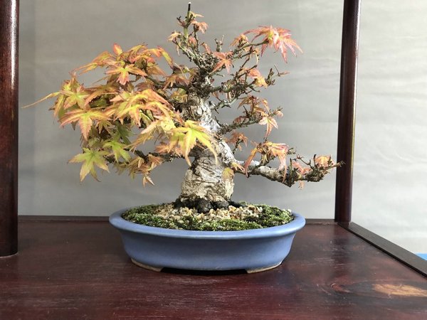 Acer palmatum