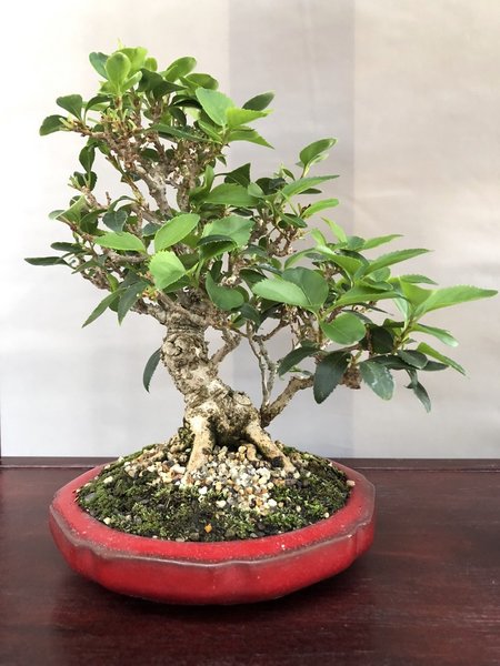 Forsythie