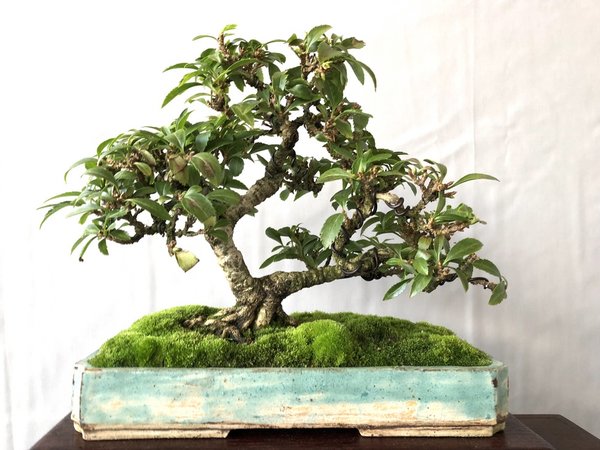 Forsythie