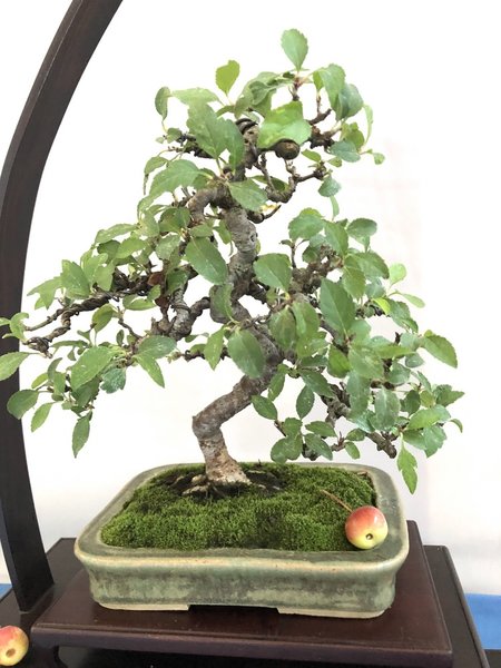 Malus