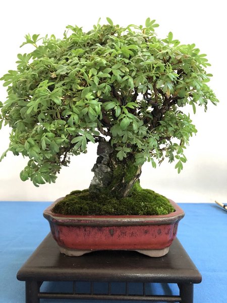 Potentilla