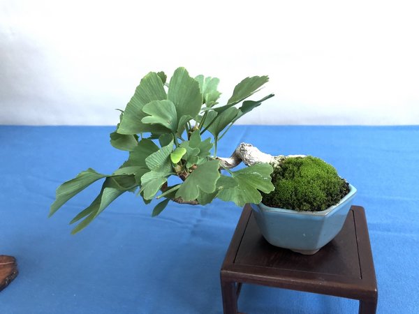 Ginkgo
