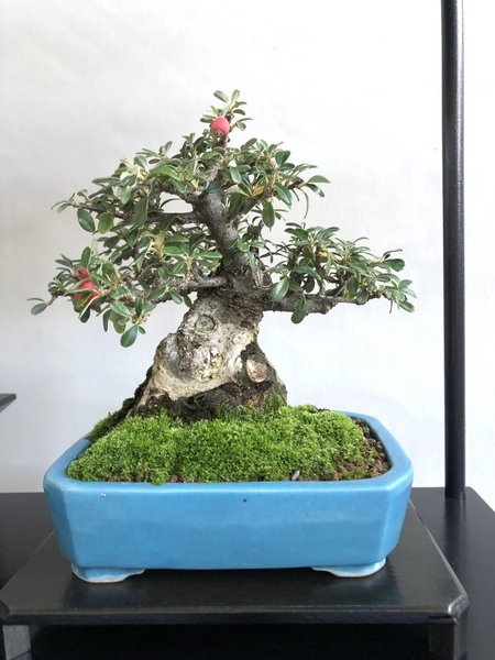 Cotoneaster