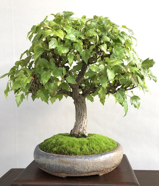 Acer ginnala