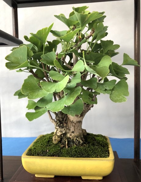 Ginkgo