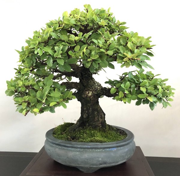 Ulmus parvifolia