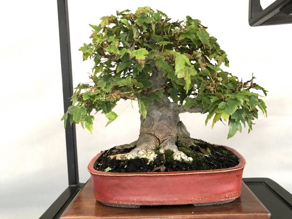 Acer buergerianum