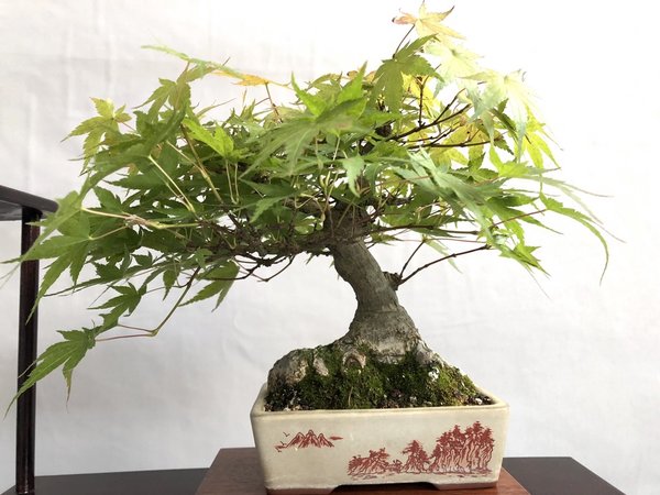 Acer palmatum